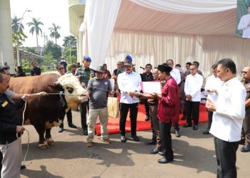 Idul Adha 1446 H, Kejaksaan Agung Serahkan Hewan Korban 37 ekor Sapi, 9 ekor Kambing dan 1 ekor Domba
