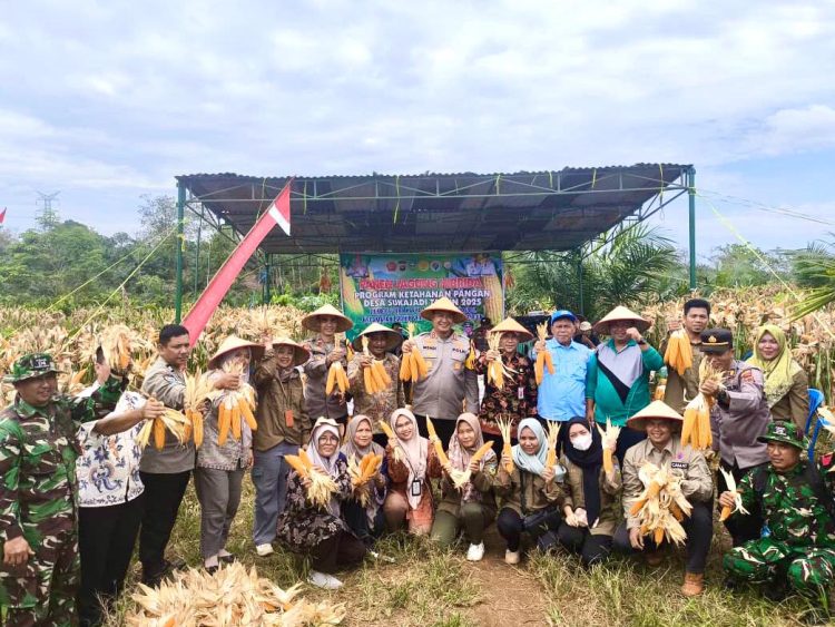 Wujud Implementasi Program Asta Cita Bidang Ketahanan Pangan, Kapolres Sarolangun Pimpin Panen Jagung di Kecamatan Batin VIII