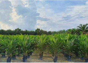 Pemkab Batanghari Akan Salurkan Bantuan Bibit Sawit Subsidi