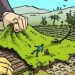 Dugaan Alih Fungsi Lahan Sawah Menjadi Area Parkir Fasilitas Kesehatan di Musi Rawas