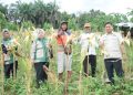 Wakil Ketua DPRD Kota Jambi Muhammad Yasir Dorong Penguatan Pertanian Rakyat Saat Panen Raya di Paal Lima