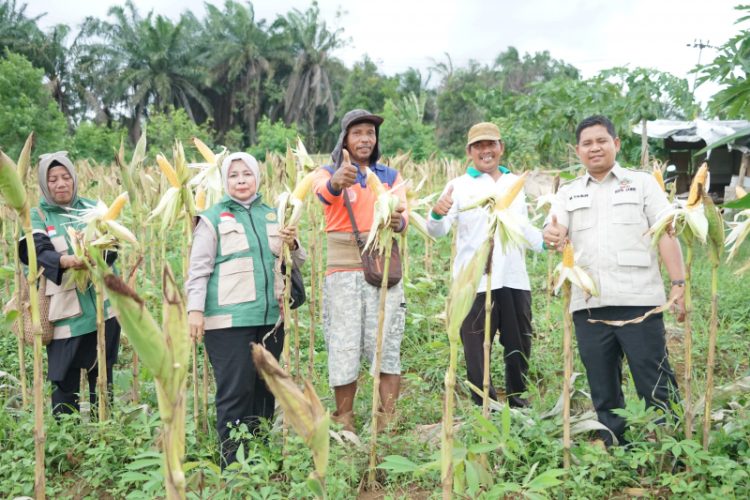 Wakil Ketua DPRD Kota Jambi Muhammad Yasir Dorong Penguatan Pertanian Rakyat Saat Panen Raya di Paal Lima